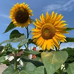 Lantgård Ruhiges Wohlfuehlzimmer Auf Dem Pferdehof Gut - Mit Kochnische, Wlan & Kostenlosem Parken Greppin