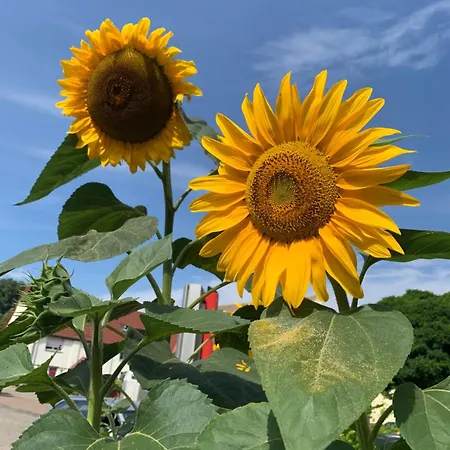 Vakantieboerderij Ruhiges Wohlfuehlzimmer Auf Dem Pferdehof Gut - Mit Kochnische, Wlan & Kostenlosem Parken Greppin