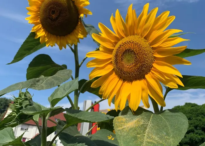 Vakantieboerderij Ruhiges Wohlfuehlzimmer Auf Dem Pferdehof Gut - Mit Kochnische, Wlan & Kostenlosem Parken Greppin