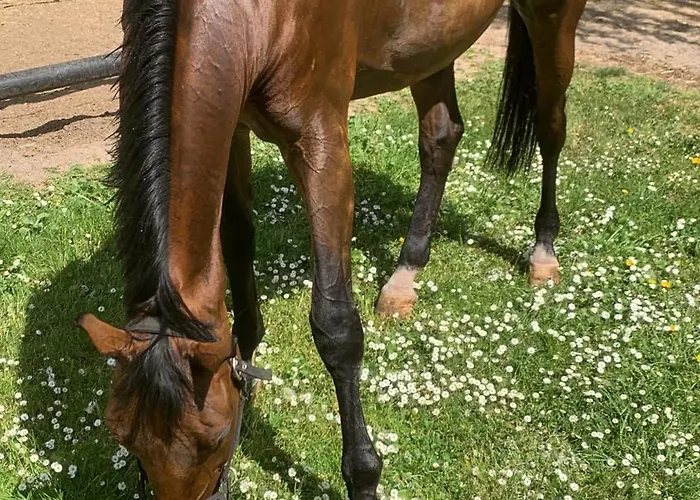 Ruhiges Wohlfuehlzimmer Auf Dem Pferdehof Gut - Mit Kochnische, Wlan & Kostenlosem Parken